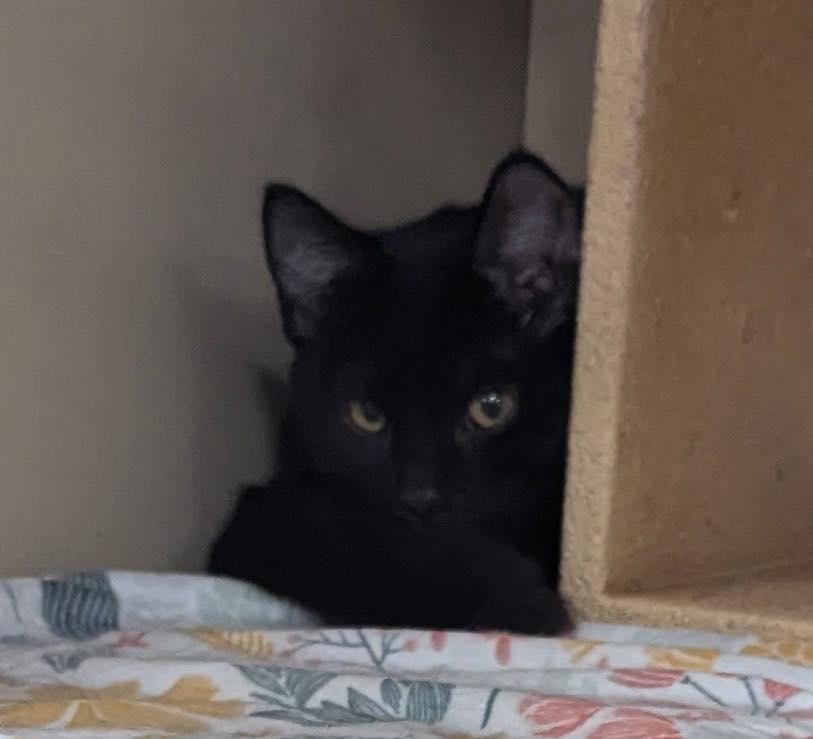 Enlarge Percy, a ADOPTABLE Domestic Short Hair in Noblesville, IN image 2/3