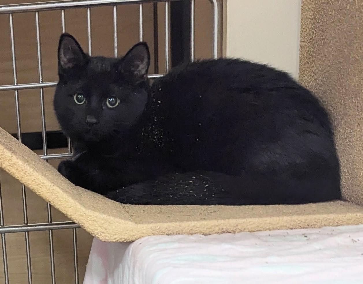 Enlarge Percy, a ADOPTABLE Domestic Short Hair in Noblesville, IN image 1/3