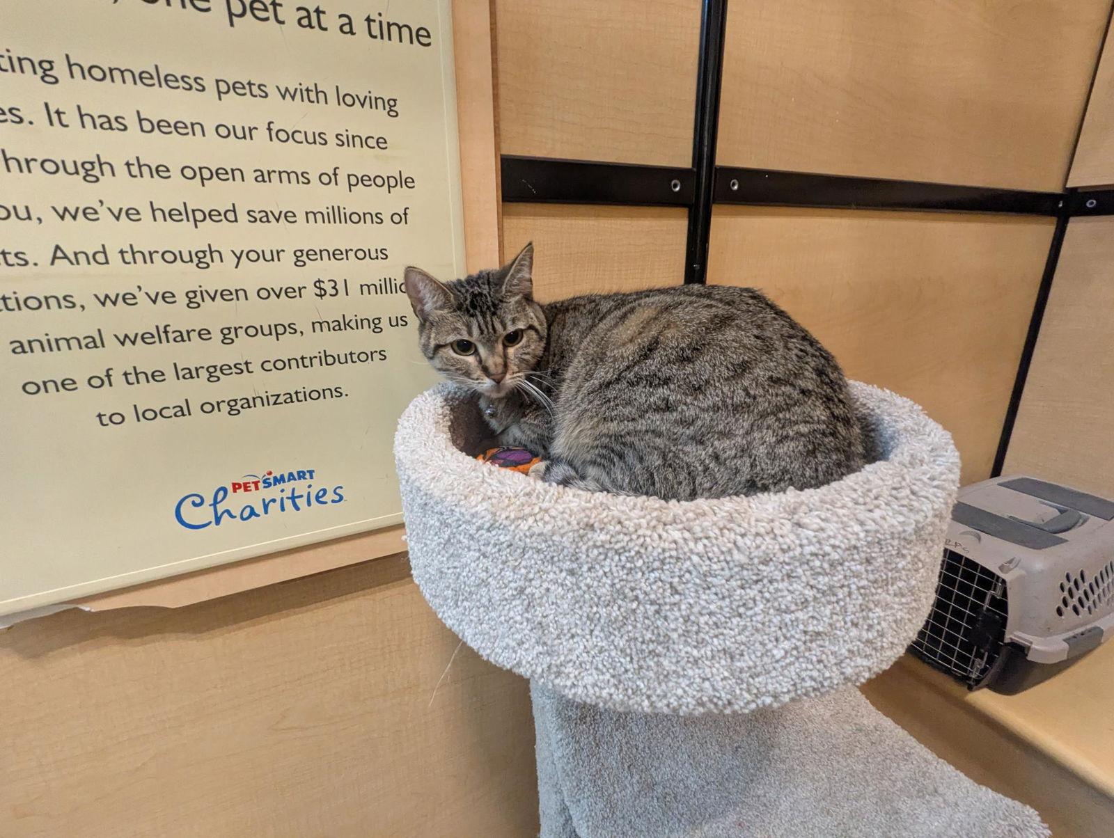 Princess Isabella, Adoptable, Adult Female Domestic Short Hair.