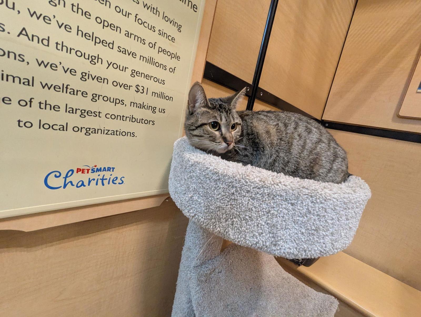 Enlarge Princess Isabella, a Adoptable Domestic Short Hair in Rowlett, TX image 2/2