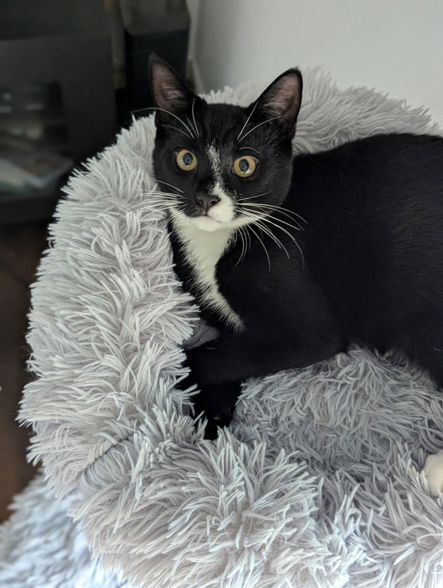 Jinx, Adoptable, Kitten Male Domestic Short Hair.