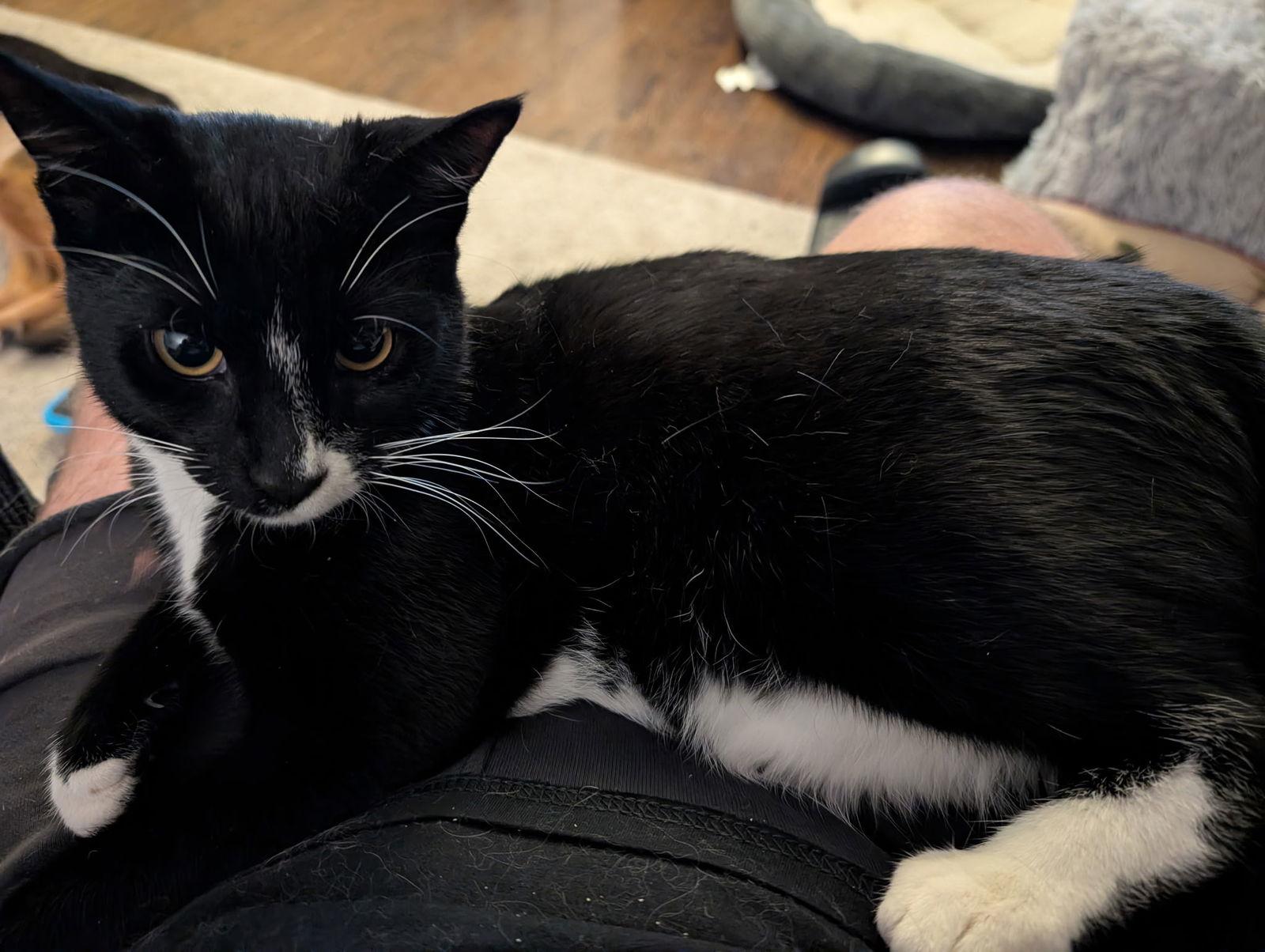 Jinx, Adoptable, Kitten Male Domestic Short Hair.