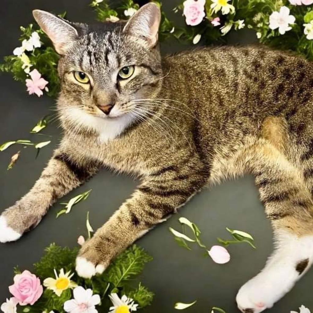 Edy, a Adoptable Domestic Short Hair in Fort Lauderdale, FL image 1/6