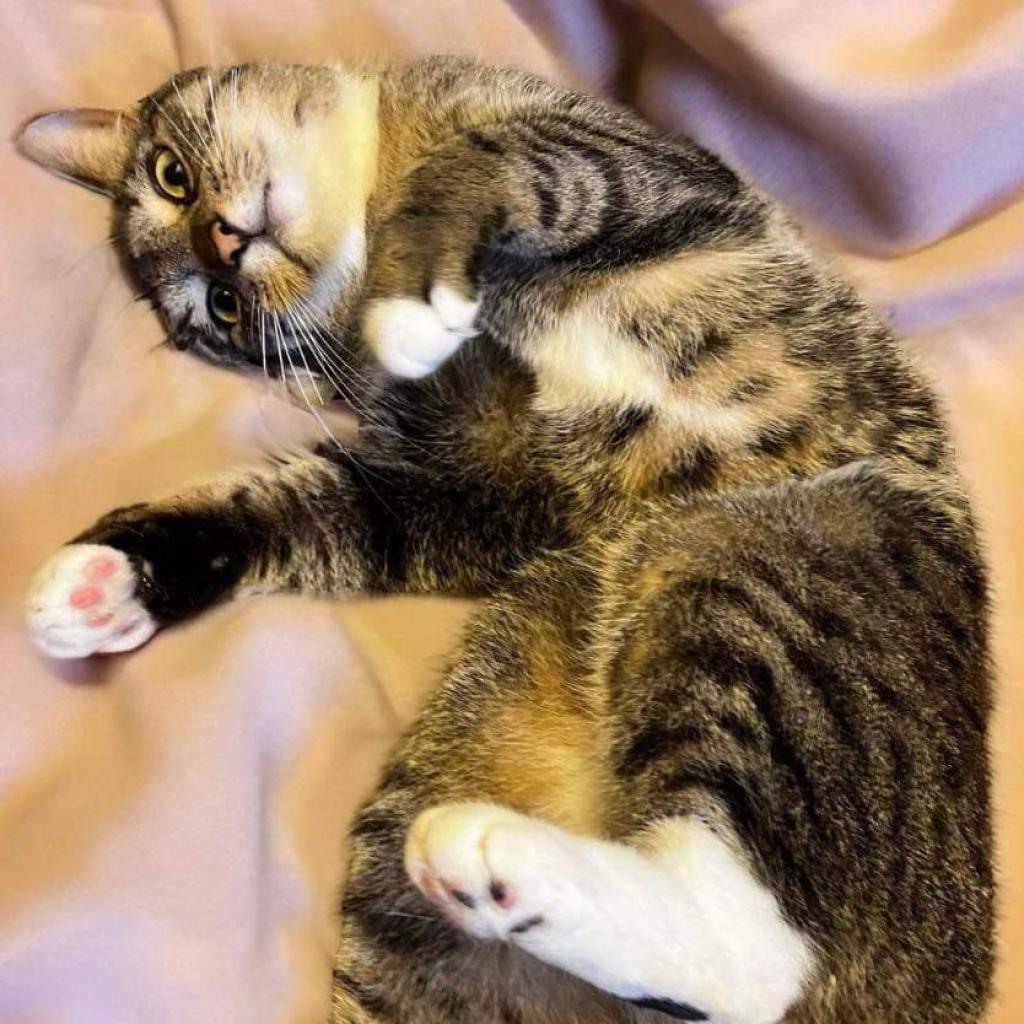 Edy, a Adoptable Domestic Short Hair in Fort Lauderdale, FL image 3/6