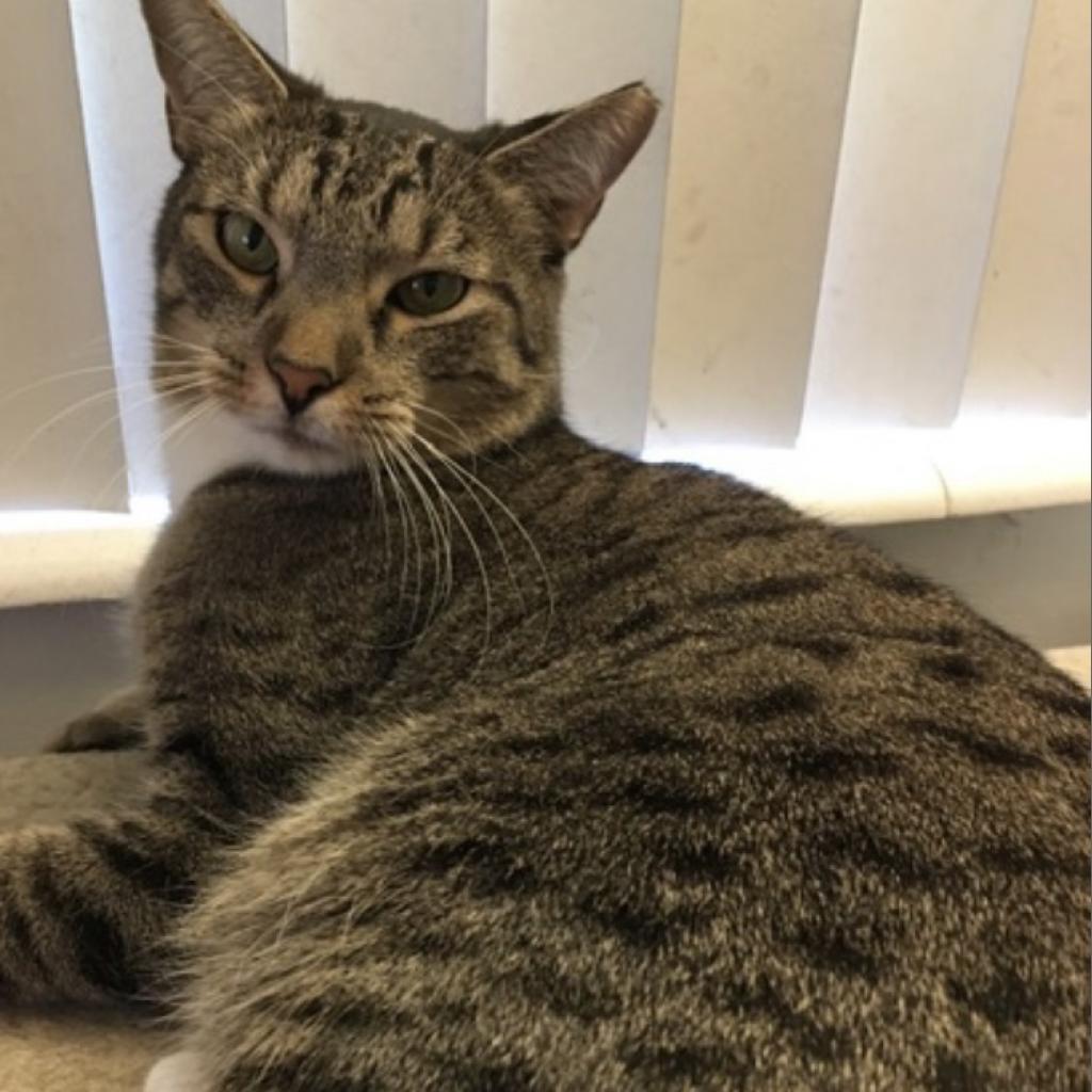 Edy, a Adoptable Domestic Short Hair in Fort Lauderdale, FL image 4/6