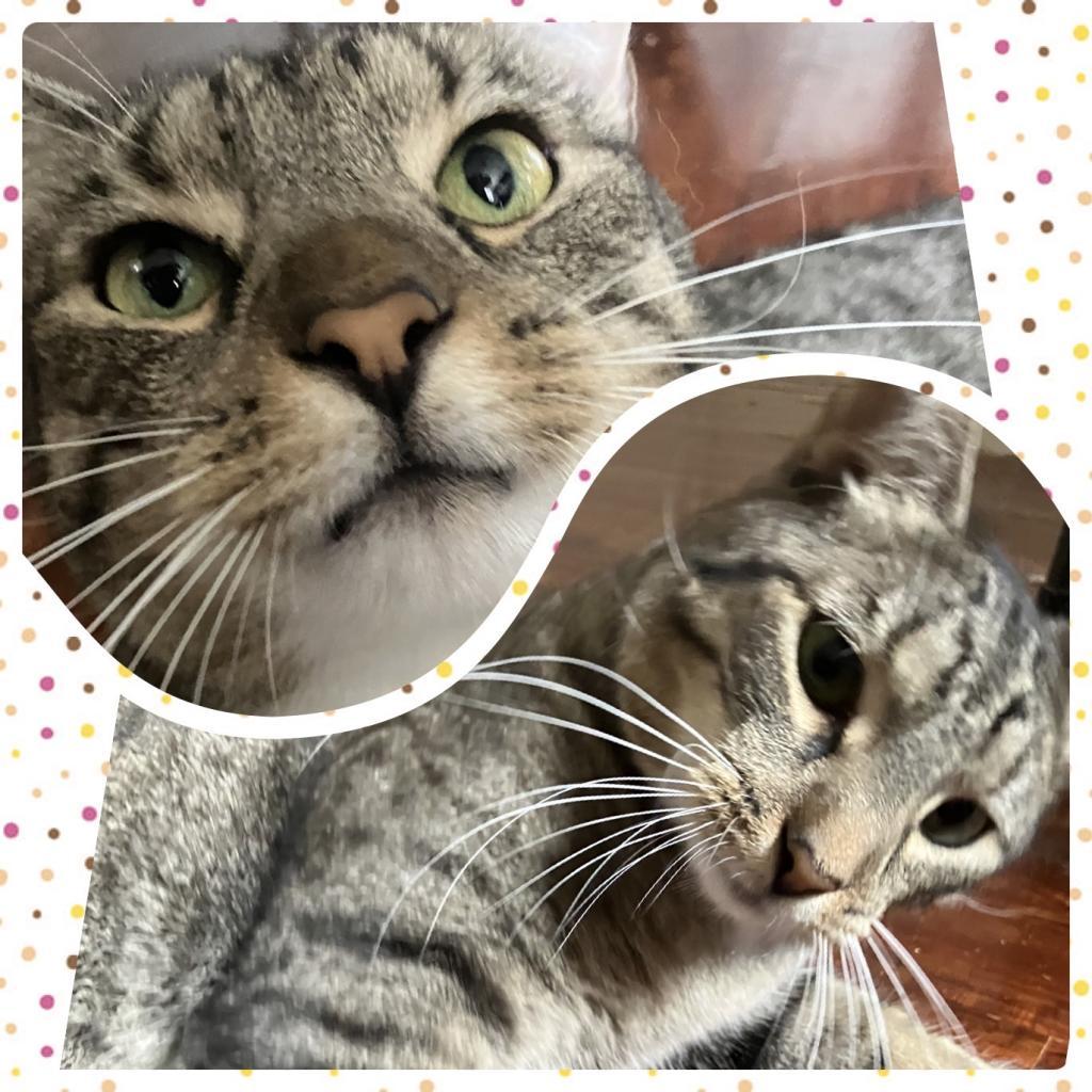 Edy, a Adoptable Domestic Short Hair in Fort Lauderdale, FL image 6/6