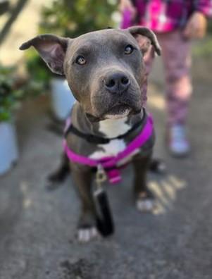 MOOSEY GOOSEY, Adoptable, Adult Male Pit Bull Terrier.