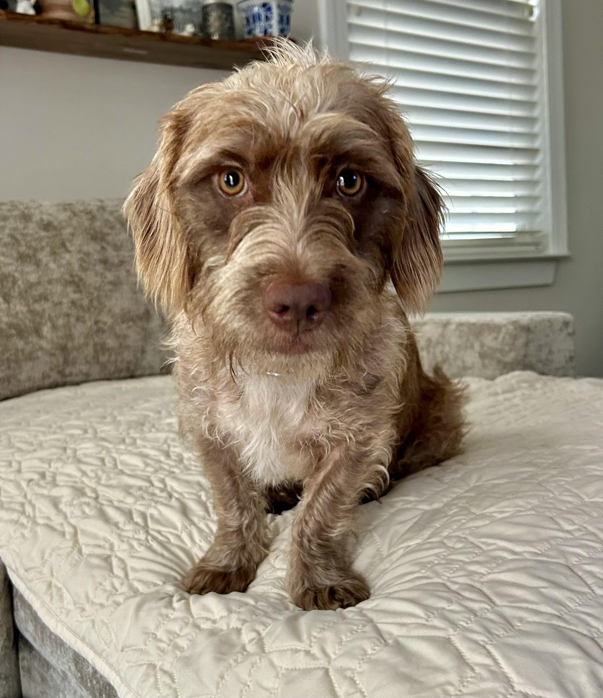 Enlarge Thelma, a Adoptable mixed breed in Mt Pleasant, SC image 6/6