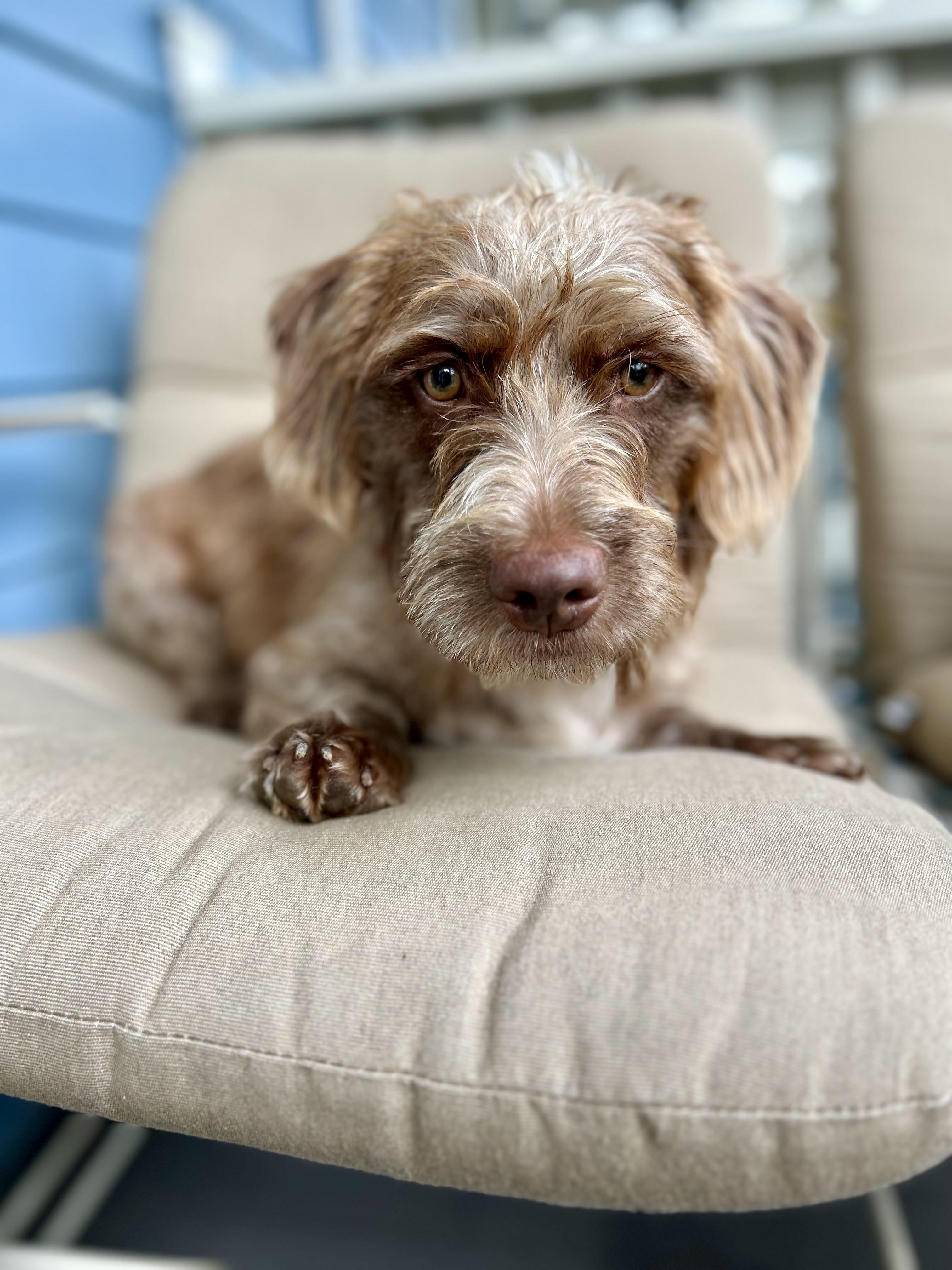 Enlarge Thelma, a Adoptable mixed breed in Mt Pleasant, SC image 3/6