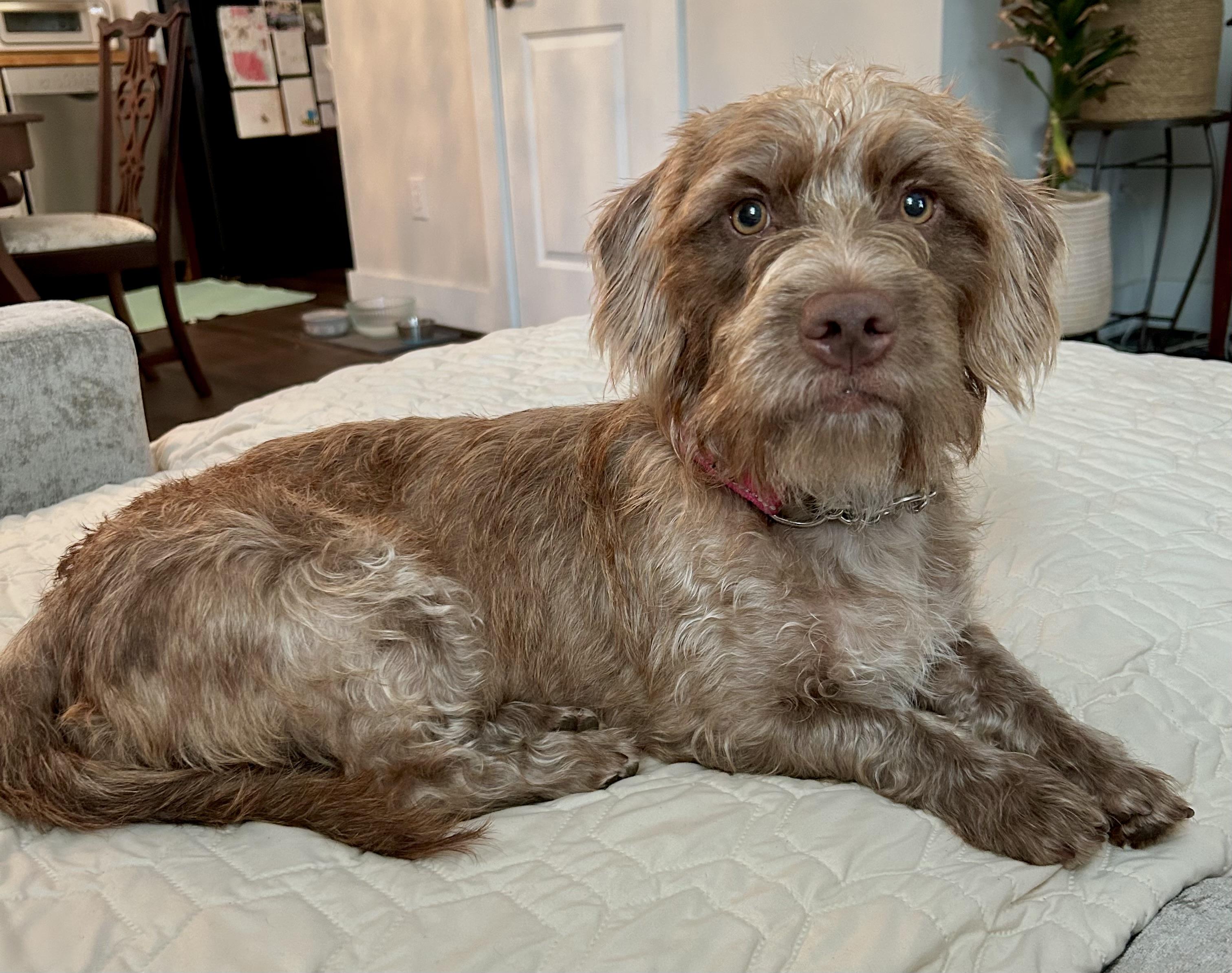 Enlarge Thelma, a Adoptable mixed breed in Mt Pleasant, SC image 2/6