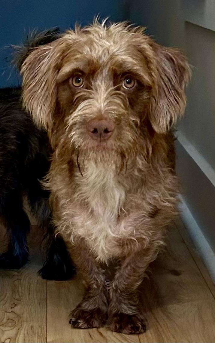 Thelma, Adoptable, Adult Female Mixed Breed.