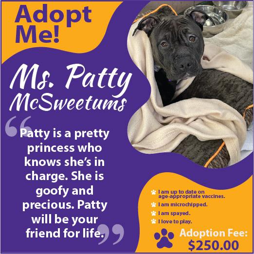 Patty, ADOPTABLE, Young Female Terrier.