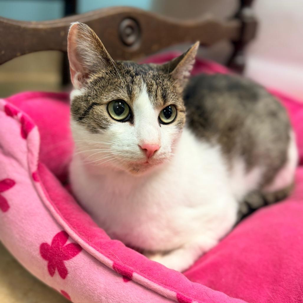 Lambo, a Adoptable Domestic Short Hair in Columbus, GA image 1/4