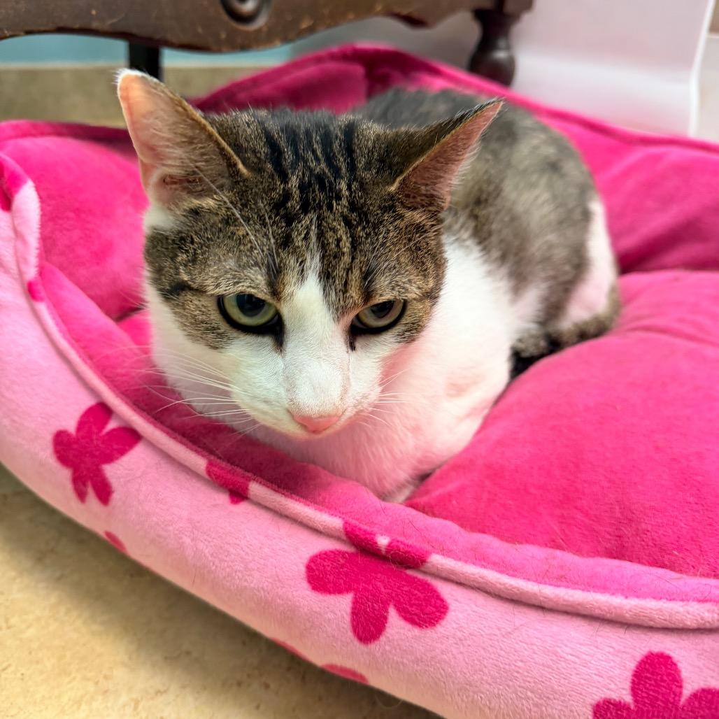 Lambo, a Adoptable Domestic Short Hair in Columbus, GA image 2/4