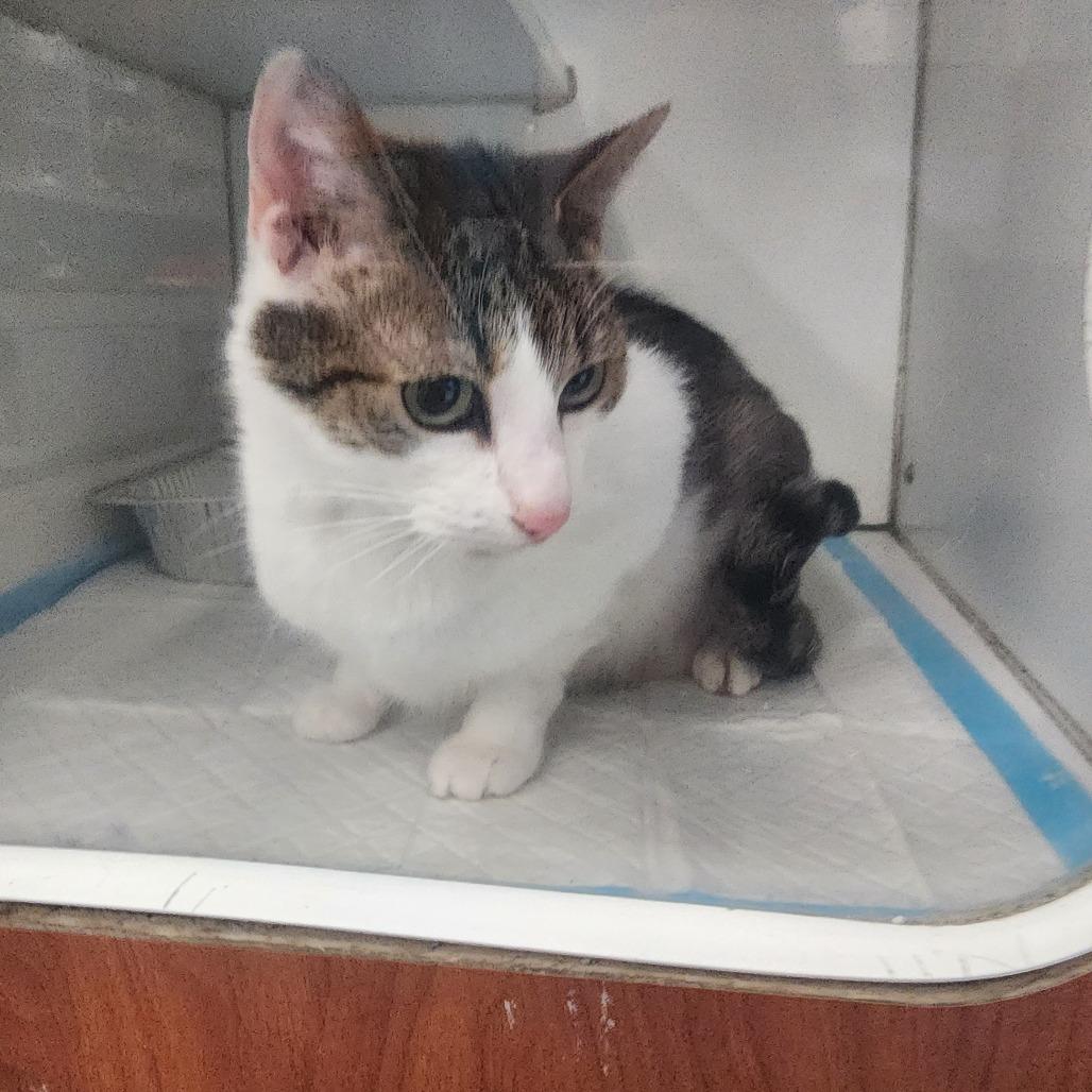 Lambo, a Adoptable Domestic Short Hair in Columbus, GA image 3/4