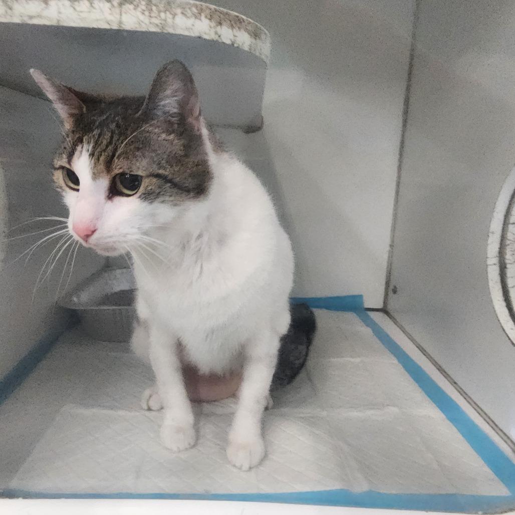 Lambo, a Adoptable Domestic Short Hair in Columbus, GA image 4/4