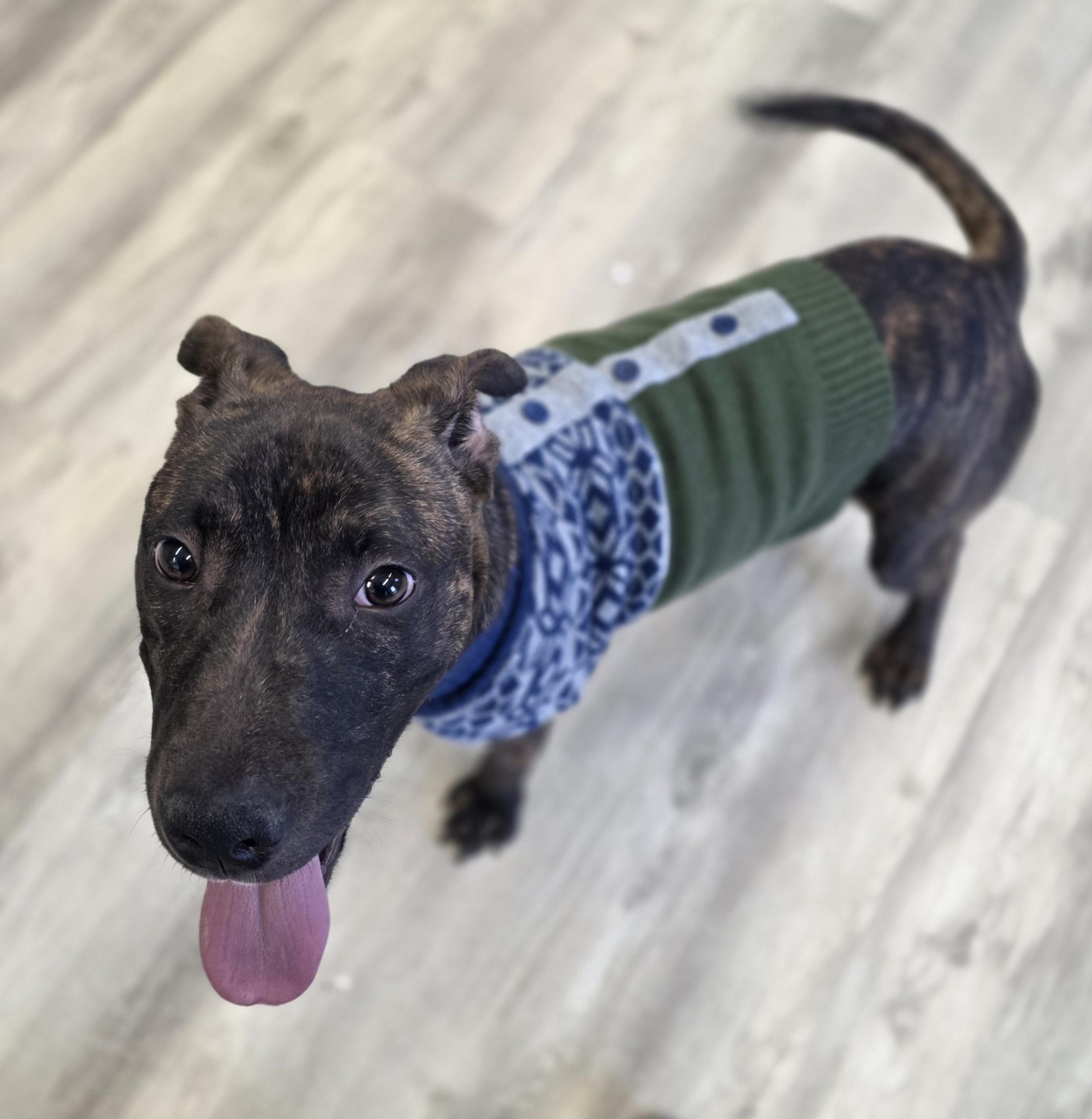 The Great Prince , ADOPTABLE, Puppy Male Mixed Breed.