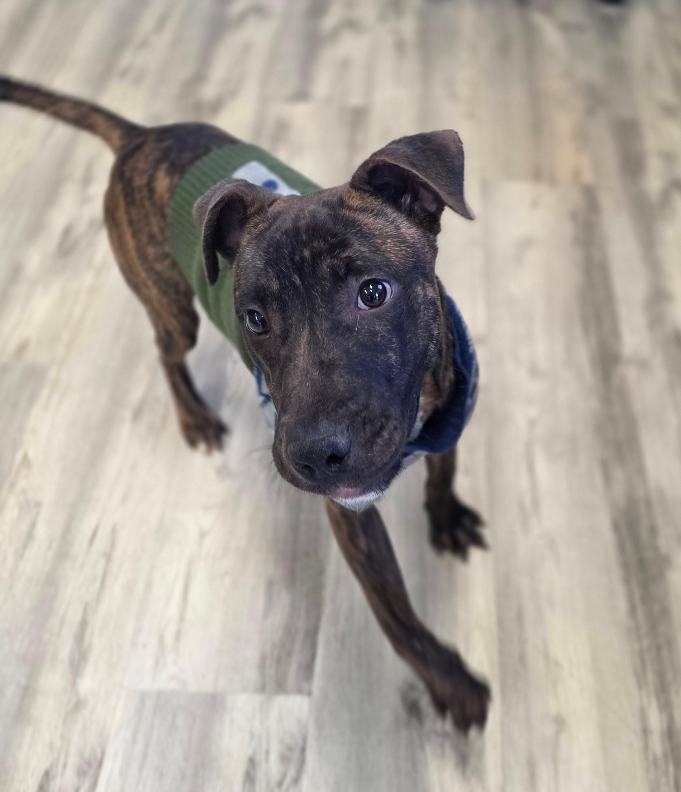 Enlarge The Great Prince , a ADOPTABLE mixed breed in PHILADELPHIA, TN image 2/2