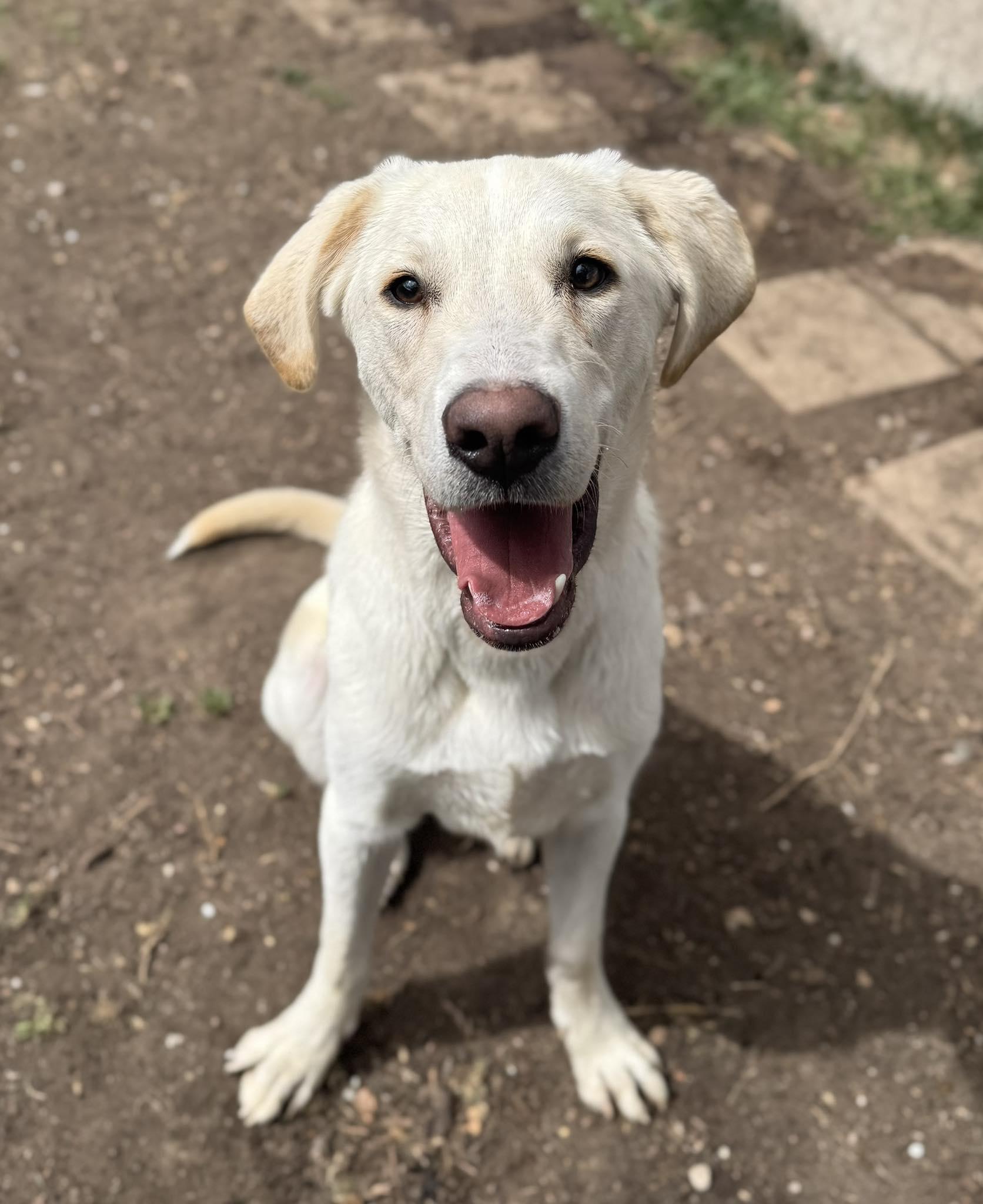 Enlarge Crypto, a ADOPTABLE mixed breed in Albuquerque, NM image 1/1