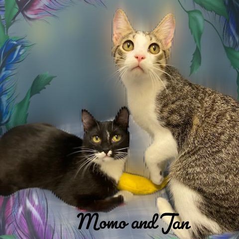 Jan & Momo, a ADOPTABLE Domestic Short Hair in Charlotte, NC image 2/3
