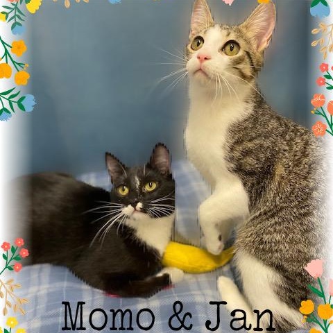 Jan & Momo, a ADOPTABLE Domestic Short Hair in Charlotte, NC image 1/3