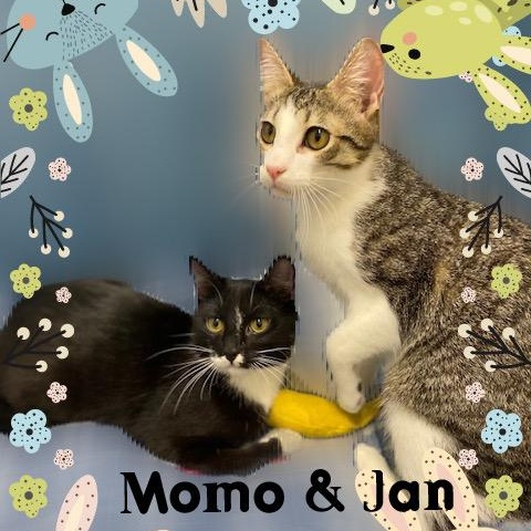 Jan & Momo, a ADOPTABLE Domestic Short Hair in Charlotte, NC image 3/3