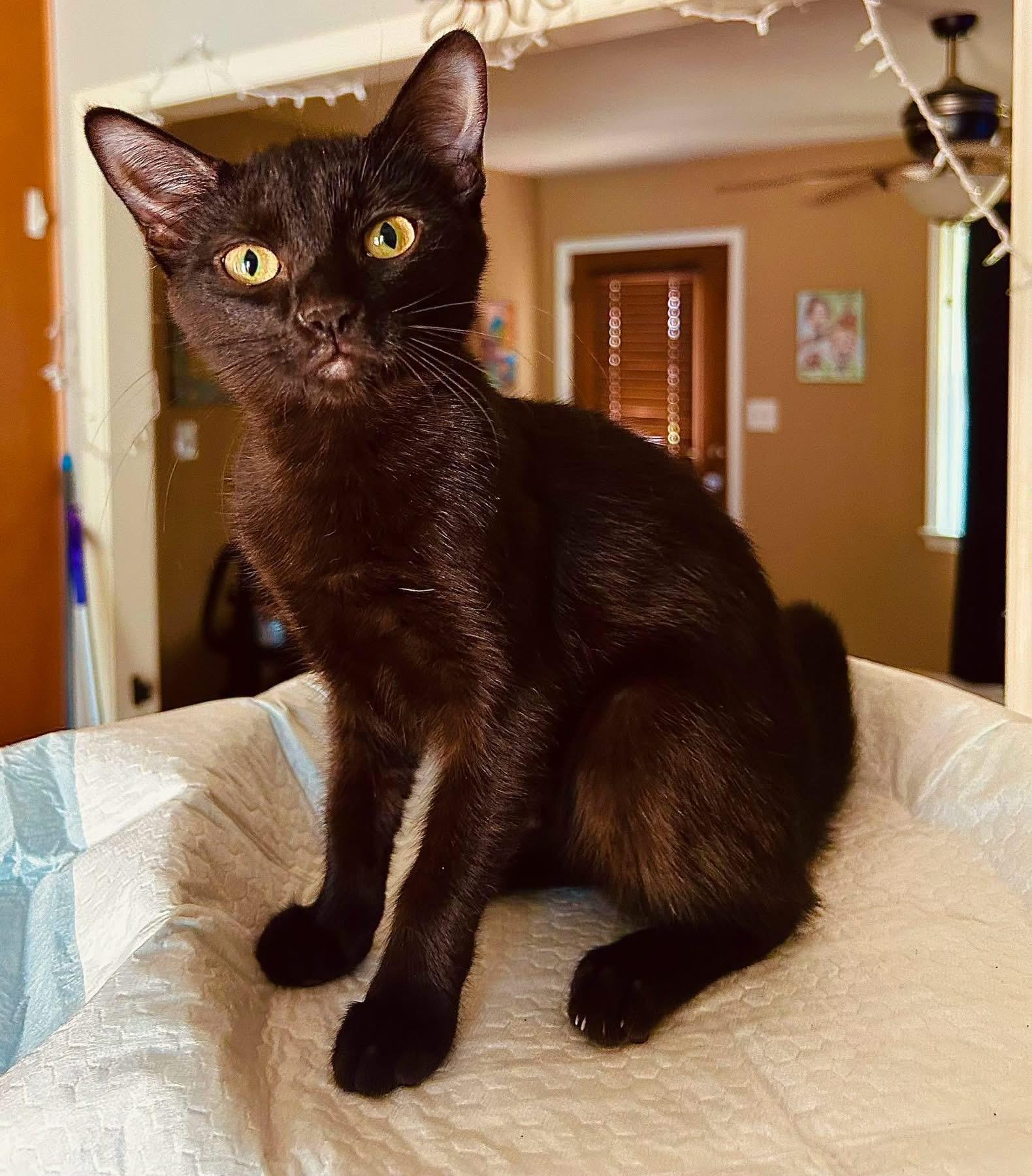 Phoebe, an adopted Domestic Medium Hair in Monroeville , PA image 3/6