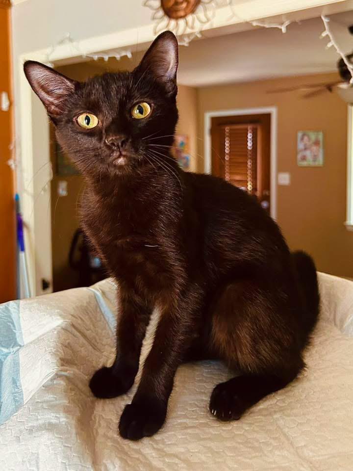 Phoebe, an adopted Domestic Medium Hair in Monroeville , PA image 1/6