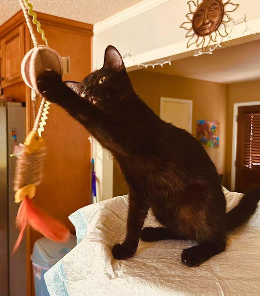 Phoebe, an adopted Domestic Medium Hair in Monroeville , PA image 4/6