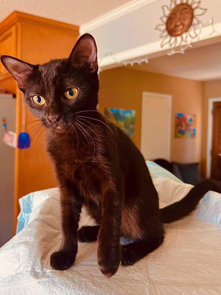 Phoebe, an adopted Domestic Medium Hair in Monroeville , PA image 2/6