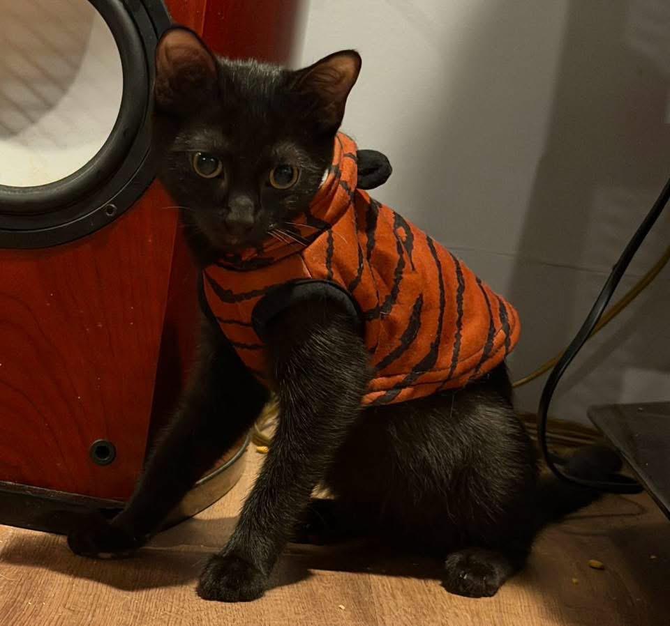Phoebe, an adopted Domestic Medium Hair in Monroeville , PA image 5/6