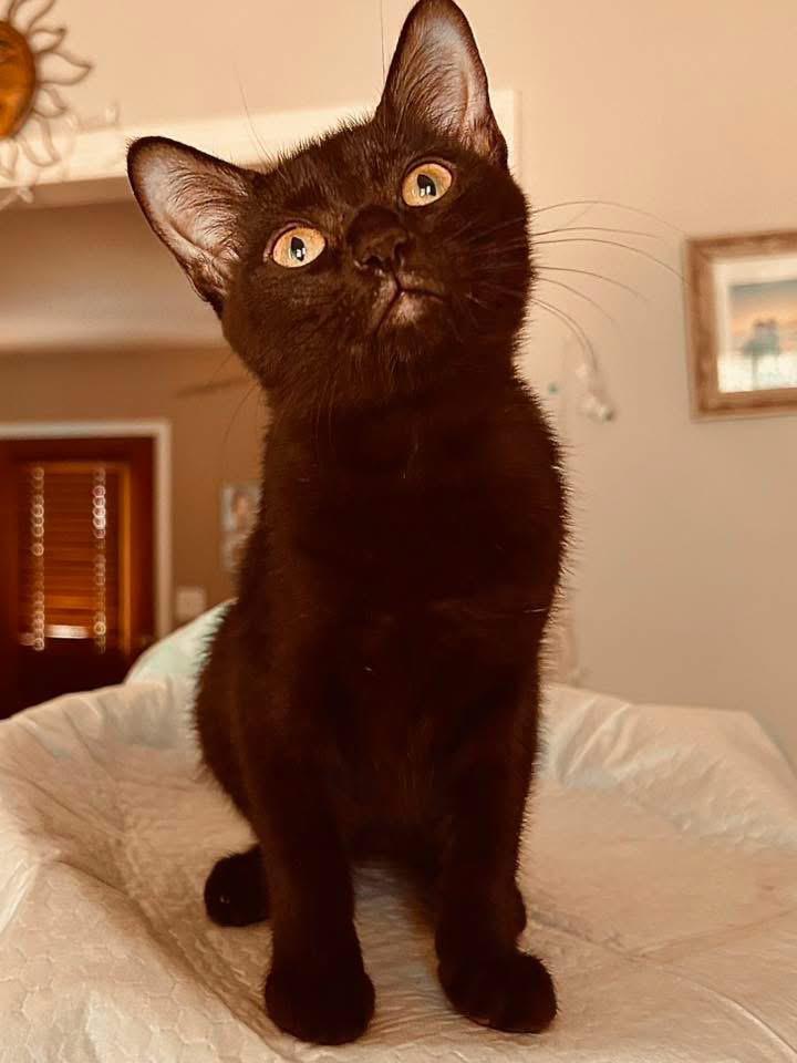 Phoebe, an adopted Domestic Medium Hair in Monroeville , PA image 6/6