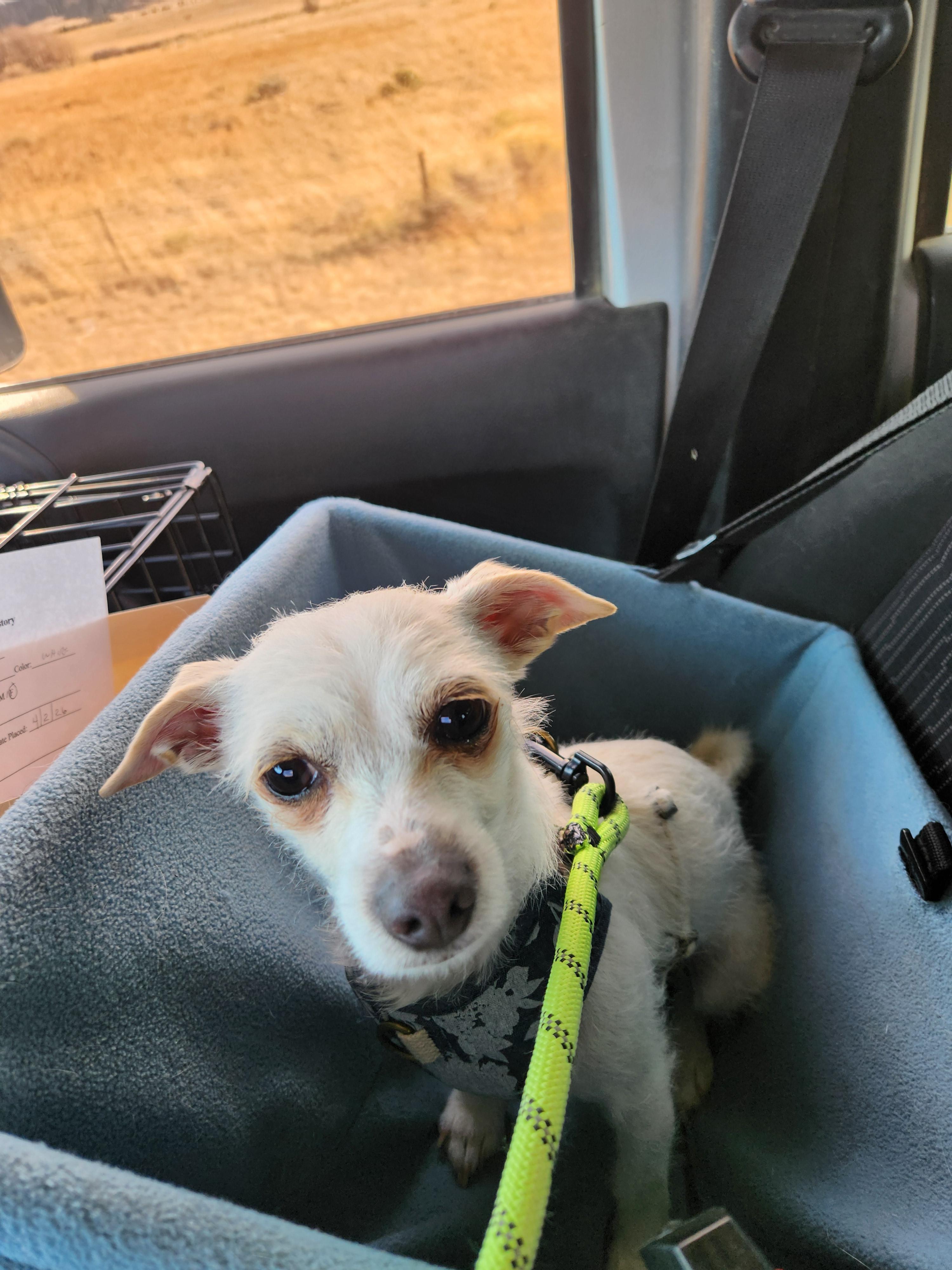 Enlarge Stella, an adopted mixed breed in Highlands Ranch, CO image 4/4