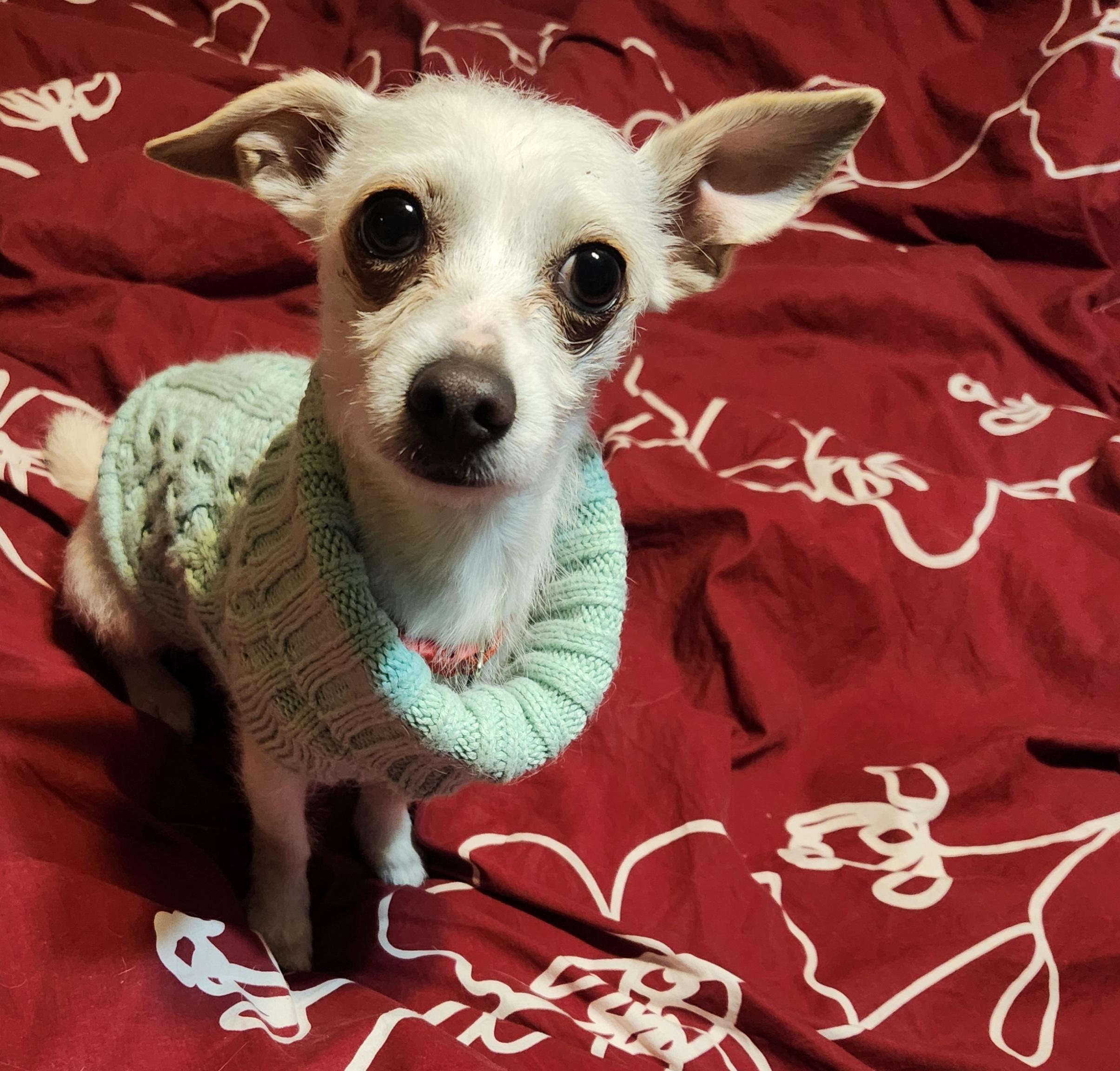 Enlarge Stella, an adopted mixed breed in Highlands Ranch, CO image 1/4