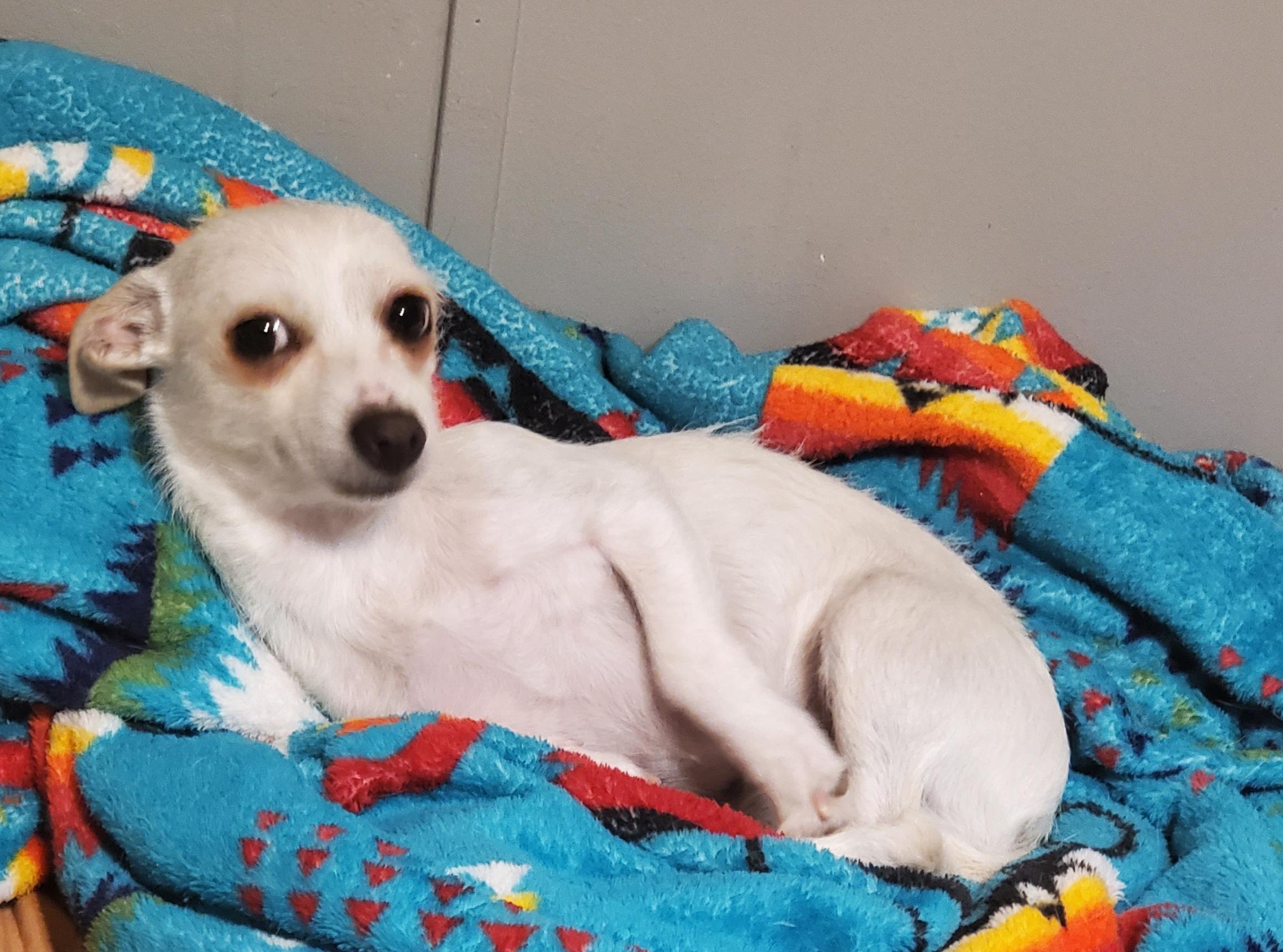 Enlarge Stella, an adopted mixed breed in Highlands Ranch, CO image 2/4
