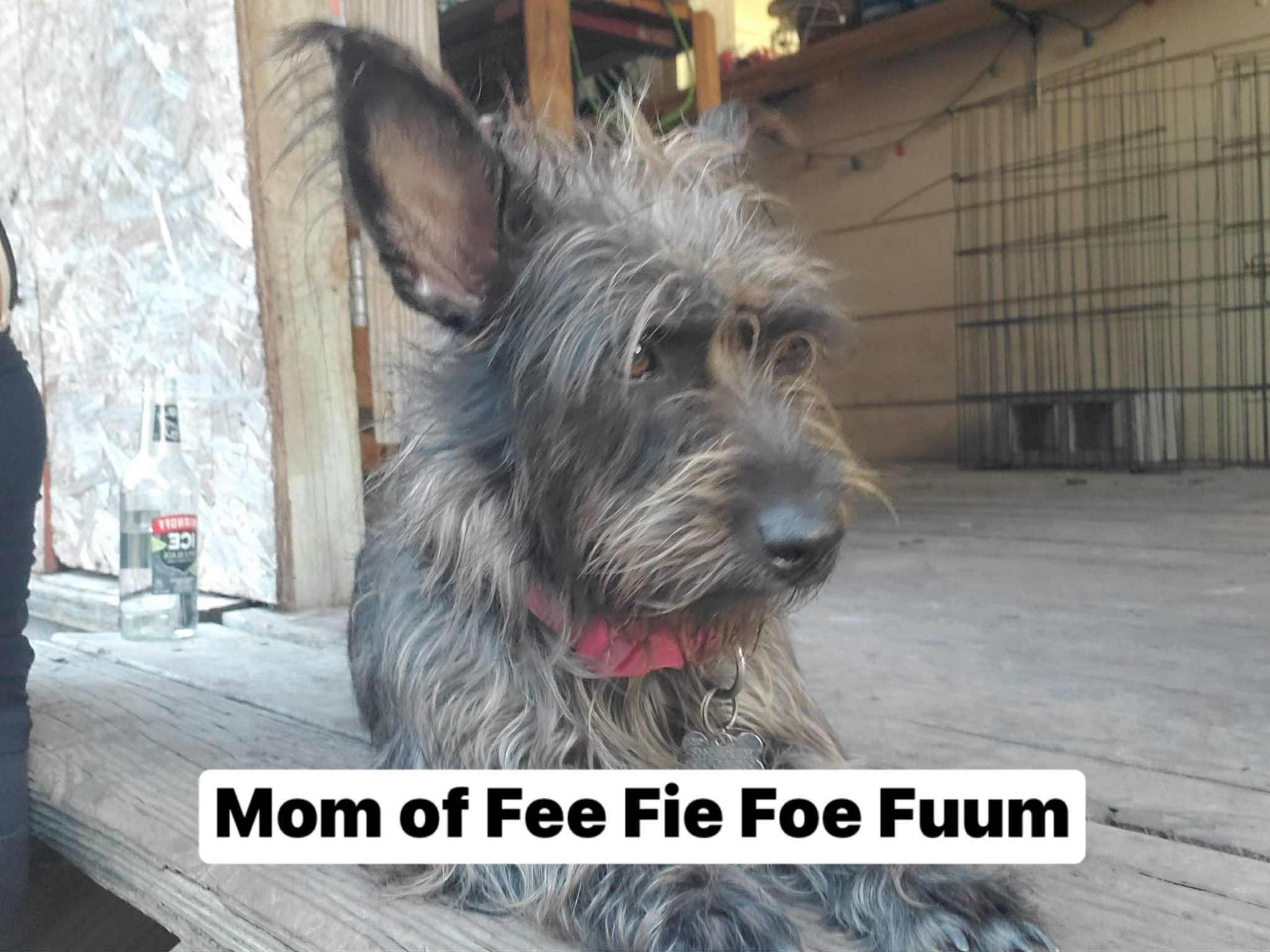 Fie, an adoptable Miniature Schnauzer, Schnoodle in Chester , VA, 23831 | Photo Image 5