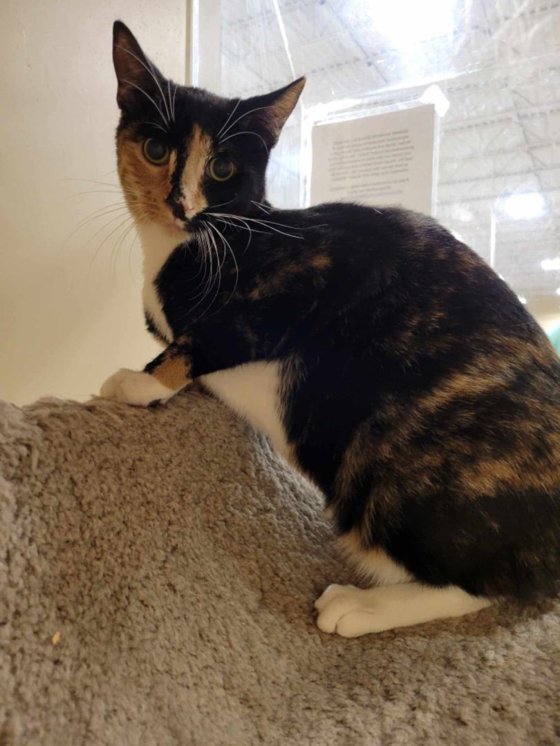 Enlarge SELENA, a Adoptable mixed breed in HEMET, CA image 2/6