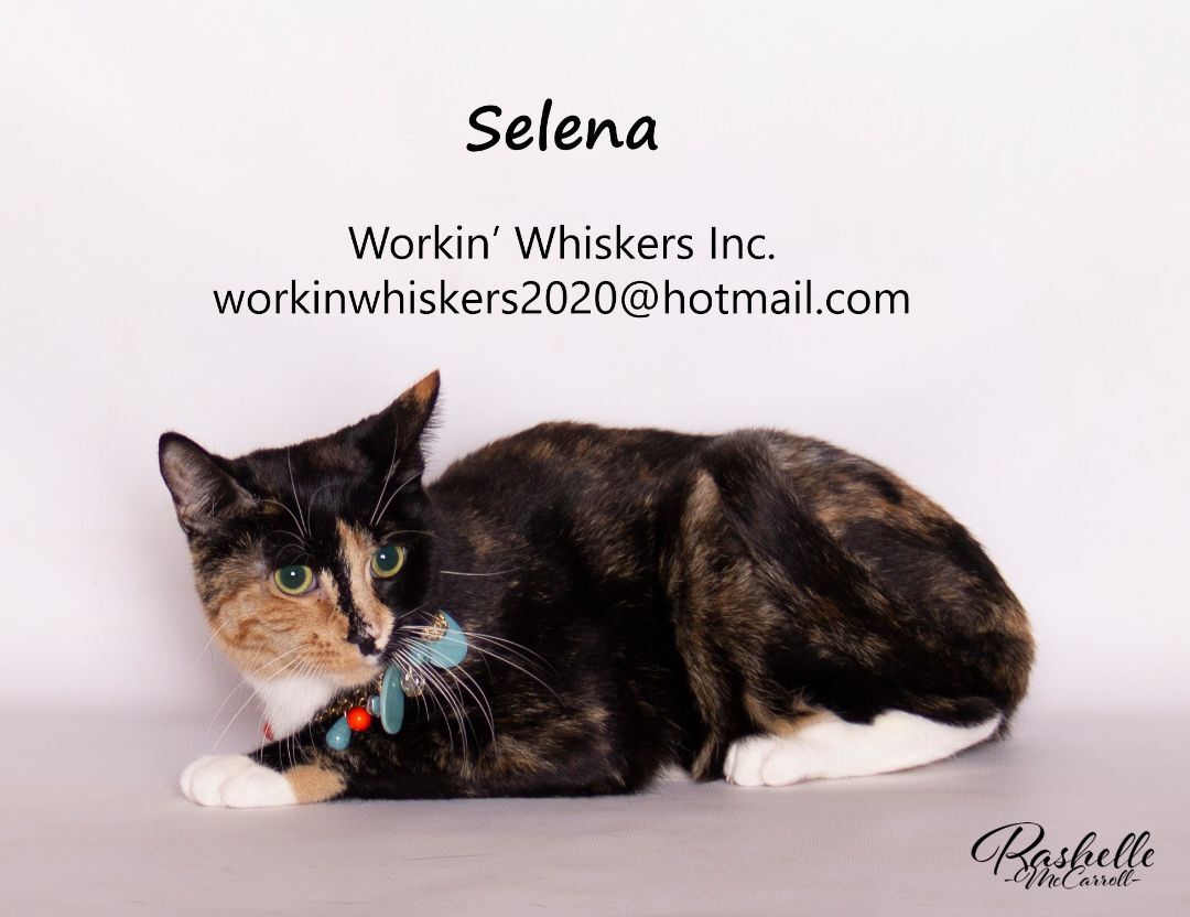 Enlarge SELENA, a Adoptable mixed breed in HEMET, CA image 1/6