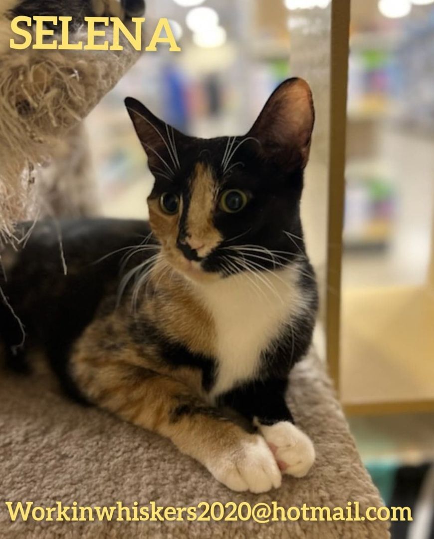 Enlarge SELENA, a Adoptable mixed breed in HEMET, CA image 3/6