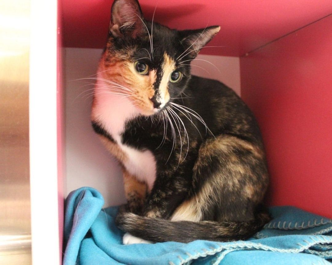 Enlarge SELENA, a Adoptable mixed breed in HEMET, CA image 4/6