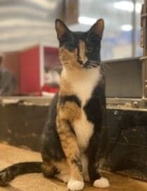 Enlarge SELENA, a Adoptable mixed breed in HEMET, CA image 5/6