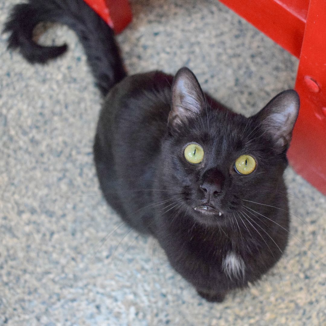 Mason, a Adoptable mixed breed in Huntley, IL image 3/6