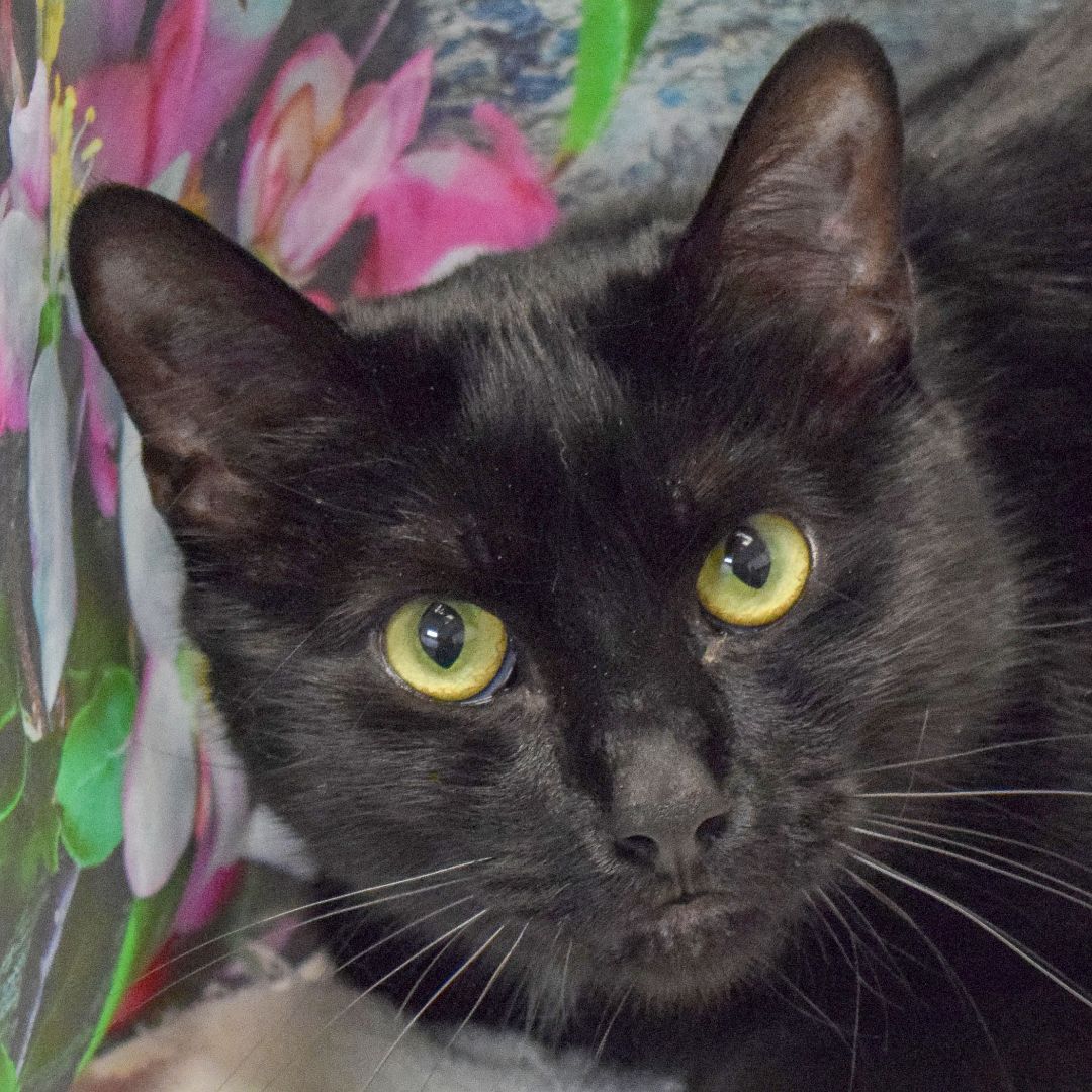 Mason, a Adoptable mixed breed in Huntley, IL image 1/6