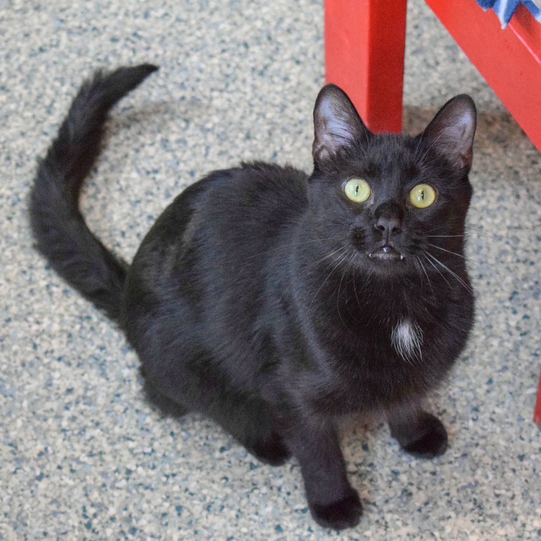 Mason, a Adoptable mixed breed in Huntley, IL image 4/6