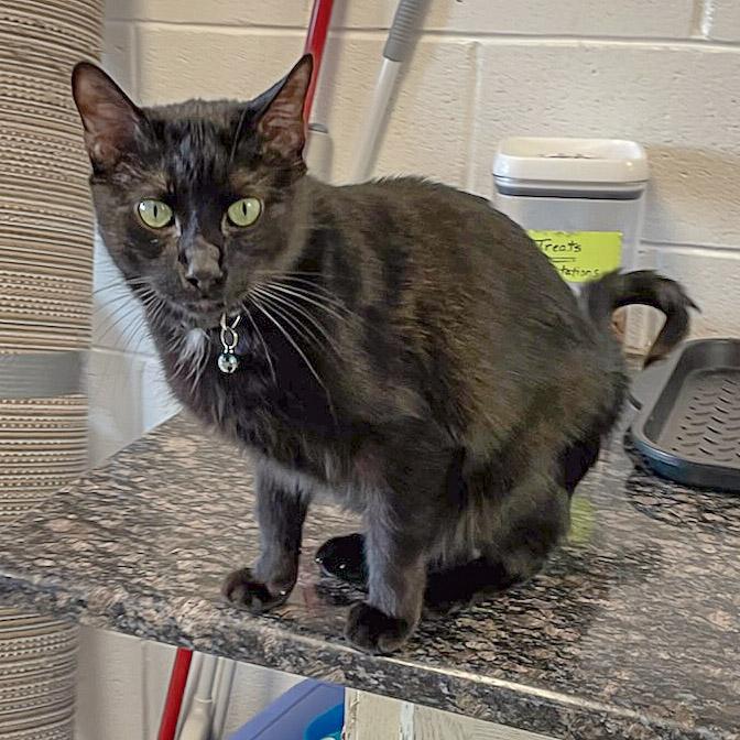 Mason, an adoptable Bombay, Domestic Short Hair in Huntley, IL, 60142 | Photo Image 6