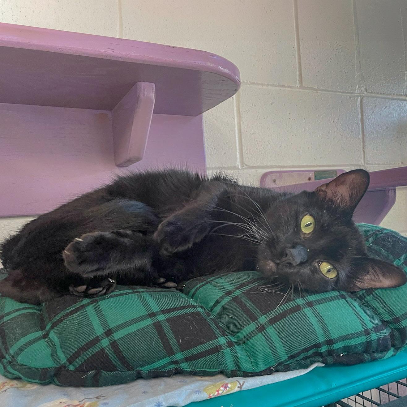 Mason, an adoptable Bombay, Domestic Short Hair in Huntley, IL, 60142 | Photo Image 2