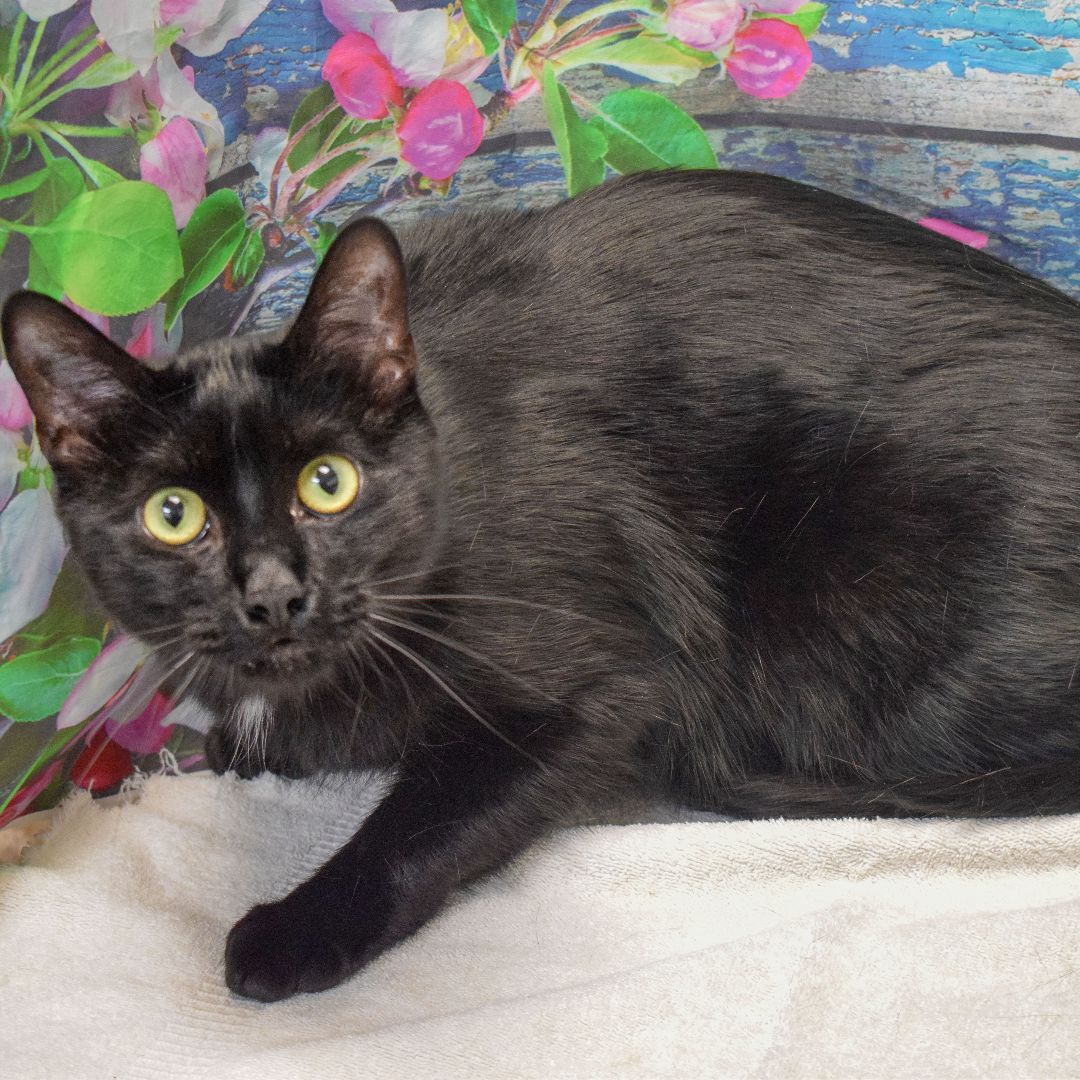 Mason, a Adoptable mixed breed in Huntley, IL image 6/6