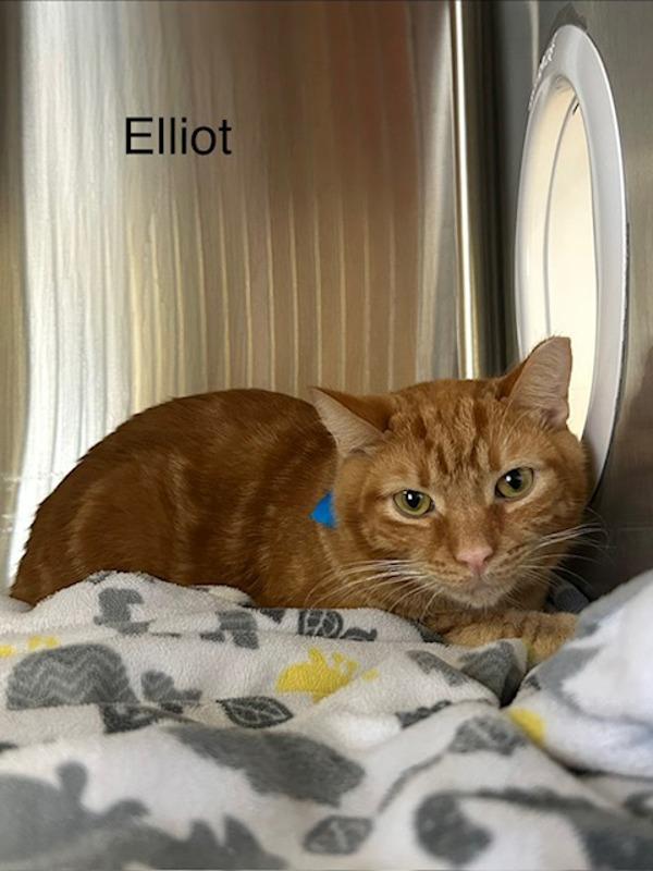 Enlarge Elliot, a Adoptable mixed breed in Knoxville, TN image 1/1