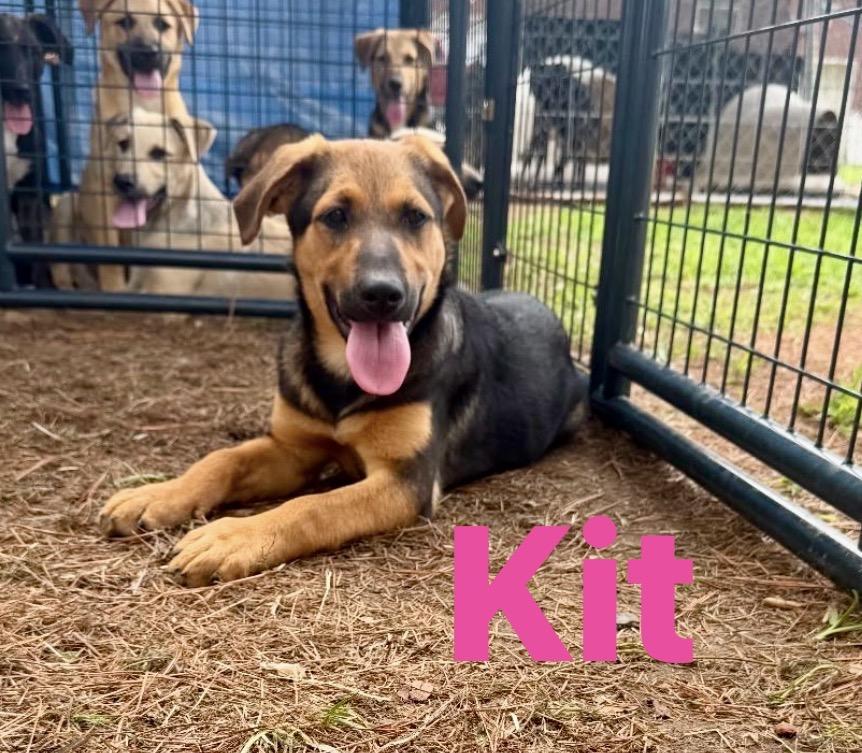 Enlarge Kit, a Adoptable mixed breed in Pembroke, MA image 1/1