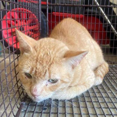 Red Hot-Barn cat, an adoptable Domestic Short Hair in Lampasas, TX, 76550 | Photo Image 1